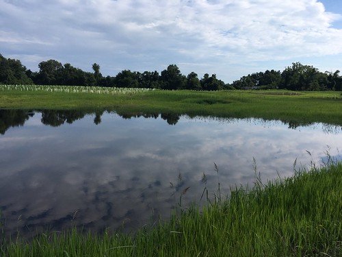 Photo of newly planted trees behind a clear pond