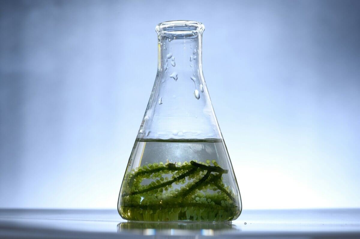 Algae in a lab flask