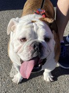 Walk to End Alzheimer’s Announces Dog Mascot Contest