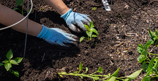 Two gloved hands in a garden bed