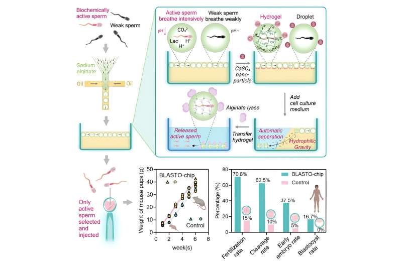 Researchers develop advanced sperm selection system 