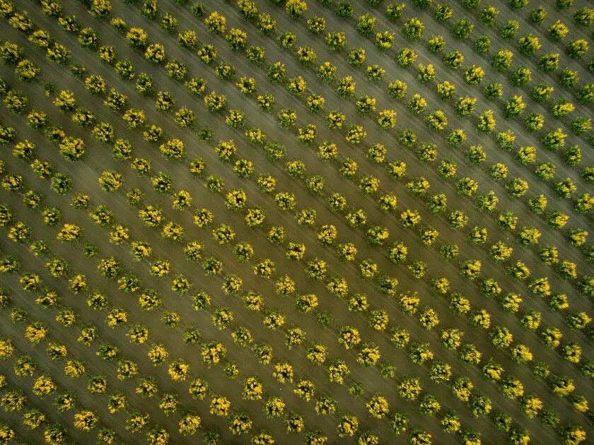Acres of orchards in western Fresno County.