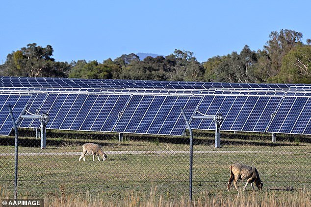 Sheep graze near solar panels at the Williamdale Solar Farm (pictured) near Canberra
